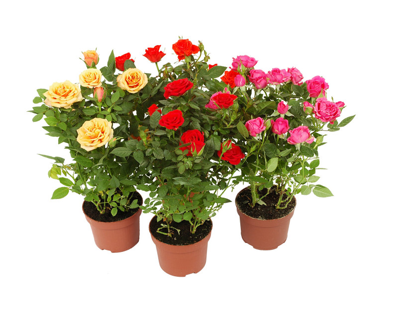 ROSIER MIX POT 10,5cm H25cm