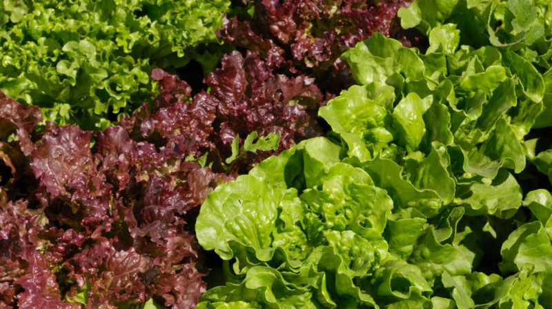 LEGUMES BIO (laitue, batavia, feuille de chêne, sucrine) 6 Plants